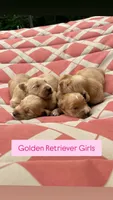 Girl White Collar, a male Golden Retriever for sale in Raeford, NC – 4 of 4