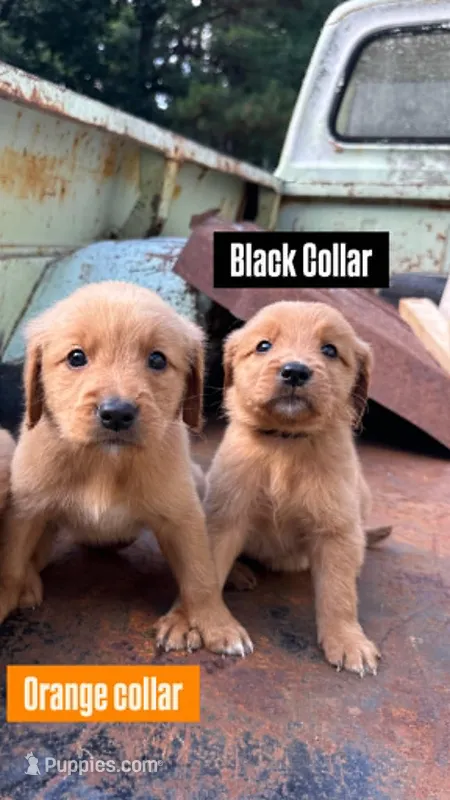 Black Collar – Golden Retriever puppy for sale in Raeford, NC