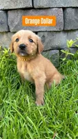 Buddy, a male Golden Retriever for sale in Raeford, NC – 6 of 10