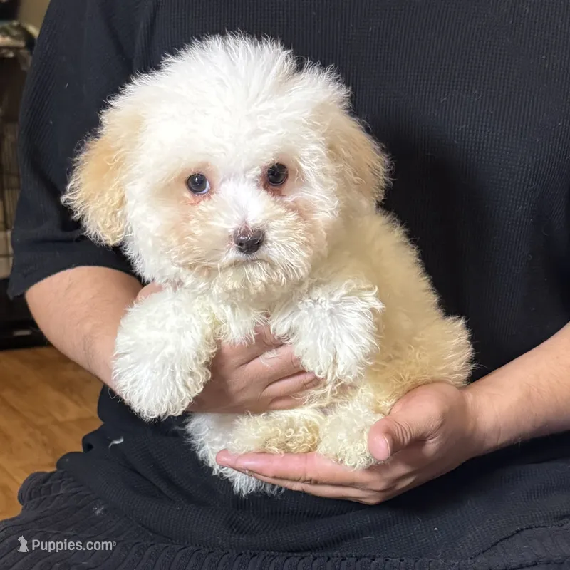 TEDDY 🧸 – Maltese, Poodle - Toy  puppy for sale in Garden Grove, CA