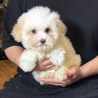 TEDDY 🧸, a male Maltese and Poodle - Toy  for sale in Garden Grove, CA – 1 of 1