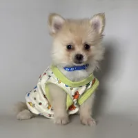 Teacup Male Pomernian, a female Pomeranian for sale in Garden Grove, CA – 1 of 2