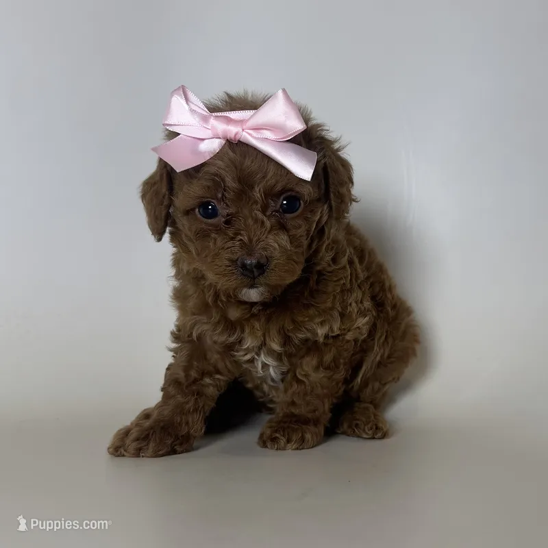 TINY Female Poodle – Poodle - Toy  puppy for sale in Garden Grove, CA