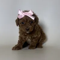 TINY Female Poodle, a female Poodle - Toy  for sale in Garden Grove, CA – 1 of 1