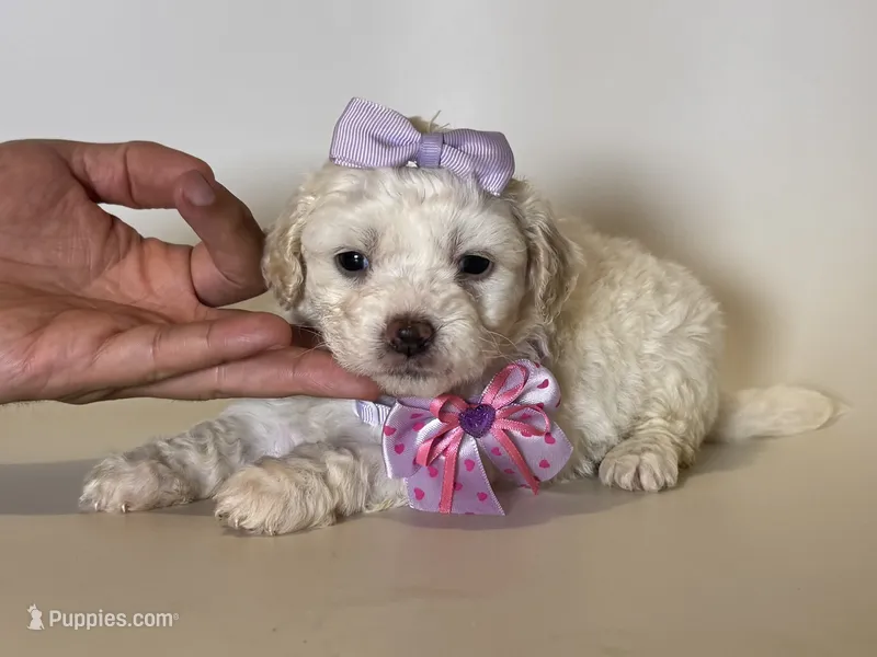 XS Maltipoo Puppy 🐶  – Maltipoo, Poodle - Toy  puppy for sale in Garden Grove, CA