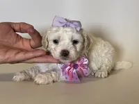 XS Maltipoo Puppy 🐶 , a female Maltipoo and Poodle - Toy  for sale in Garden Grove, CA – 1 of 1
