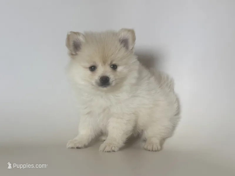 Teacup Pomeranian  – Pomeranian puppy for sale in Garden Grove, CA