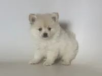 Teacup Pomeranian , a male Pomeranian for sale in Garden Grove, CA – 1 of 1