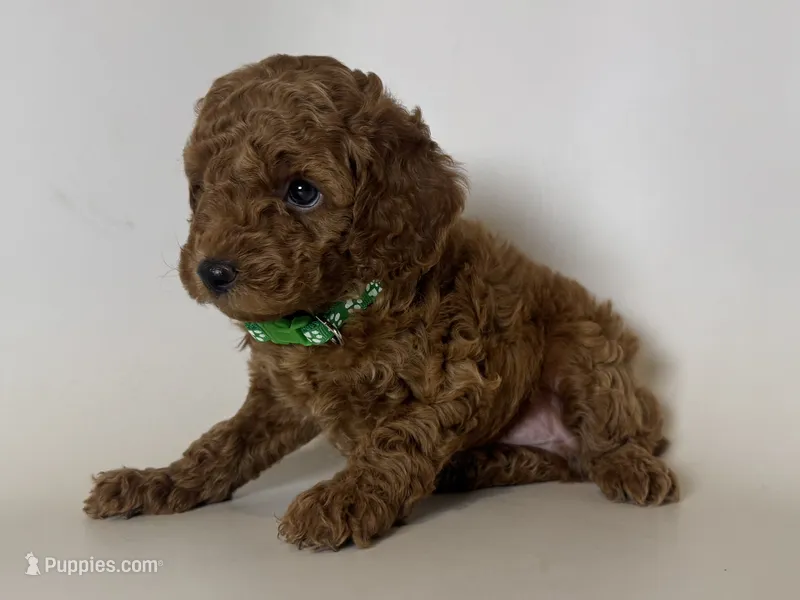 🤎🧸🐻 Bear Face Toy Poodle 🐻🧸🤎 – Poodle - Toy , Poodle - Miniature  puppy for sale in Garden Grove, CA
