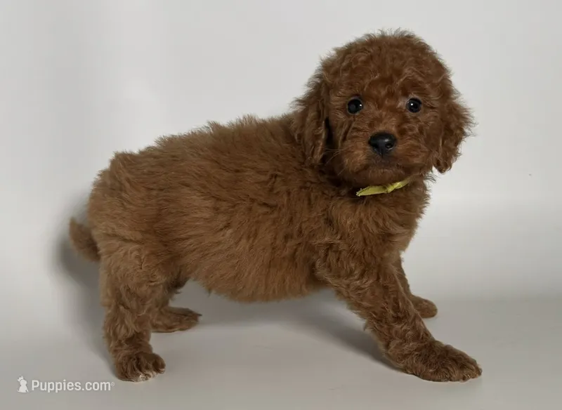 Male RED Golden Doodle – Goldendoodle, Miniature Goldendoodle puppy for sale in Garden Grove, CA