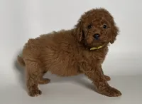 Male RED Golden Doodle, a male Goldendoodle and Miniature Goldendoodle for sale in Garden Grove, CA – 1 of 1