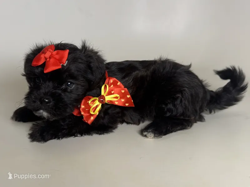 Shihpoo Puppy 🐶  – Shihpoo, Mal Shi puppy for sale in Garden Grove, CA