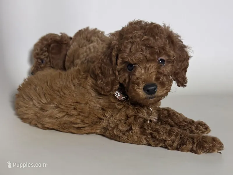 Dark RED Poodle 💙 – Poodle - Toy , Poodle - Miniature  puppy for sale in Garden Grove, CA