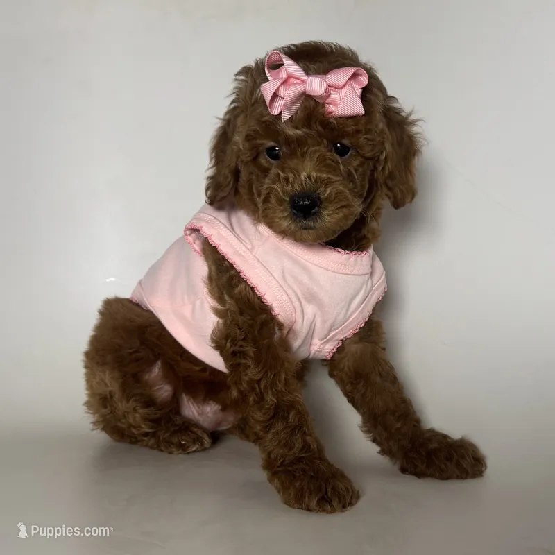 RED Coat Toy Poodle  – Poodle - Toy , Poodle - Miniature  puppy for sale in Garden Grove, CA