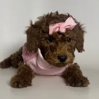 Female Red Toy Poodle 🐩 , a female Poodle - Toy  and Poodle - Miniature  for sale in Garden Grove, CA – 1 of 1