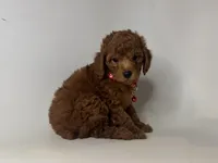 Poodle Puppy 🐶 🐩, a male Poodle - Toy  and Poodle - Miniature  for sale in Garden Grove, CA – 1 of 1