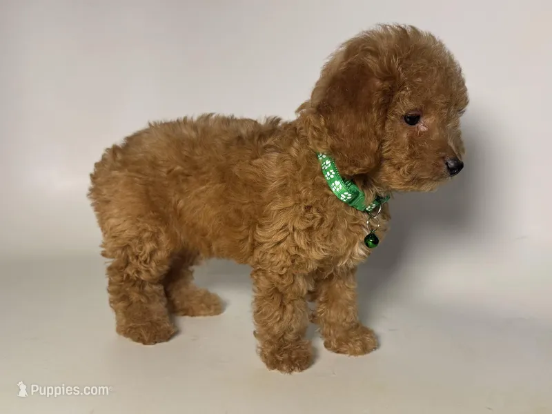 Male TOY Poodle 🐩 