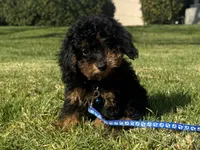 Non-Shedding Puppy, a male Poodle - Toy  and Miniature Bernedoodle for sale in Garden Grove, CA – 1 of 1