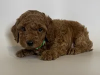 Red TOY Poodle Male 🐶🧸🤎, a male Poodle - Toy  for sale in Garden Grove, CA – 1 of 2