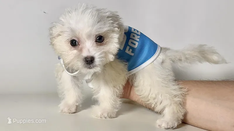 Maltese/Poodle Puppy – Maltipoo, Poodle - Toy  puppy for sale in Garden Grove, CA