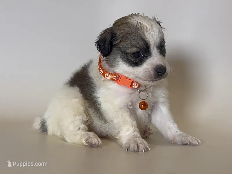 Shihpoo 💙 – Maltipoo, Shihpoo puppy for sale in Garden Grove, CA