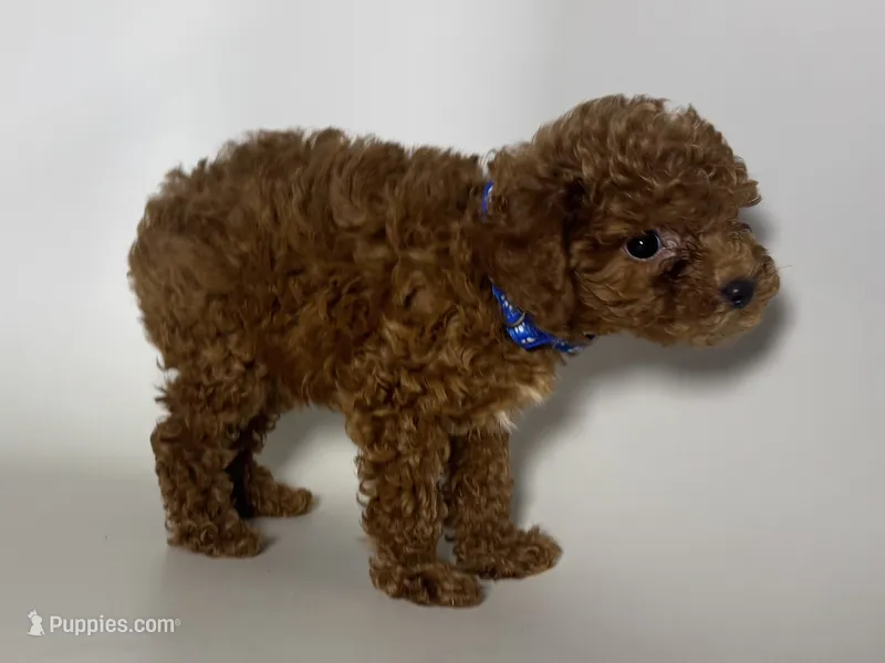 REDUCED PRICE Toy Poodle 🐩  – Poodle - Toy , Poodle - Miniature  puppy for sale in Garden Grove, CA