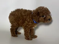 REDUCED PRICE Toy Poodle 🐩 , a male Poodle - Toy  and Poodle - Miniature  for sale in Garden Grove, CA – 1 of 1