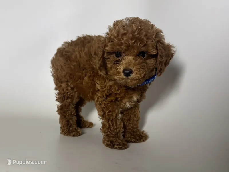 Discounted TeddyBear Poodle  – Poodle - Toy , Poodle - Miniature  puppy for sale in Garden Grove, CA