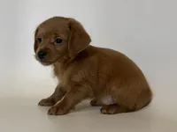 Dachshund Mix Puppy, a female Doxiepoo and Chorkie for sale in Garden Grove, CA – 1 of 2