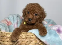 Male F1B Mini Goldendoodle , a male Goldendoodle and Miniature Goldendoodle for sale in Garden Grove, CA – 1 of 1
