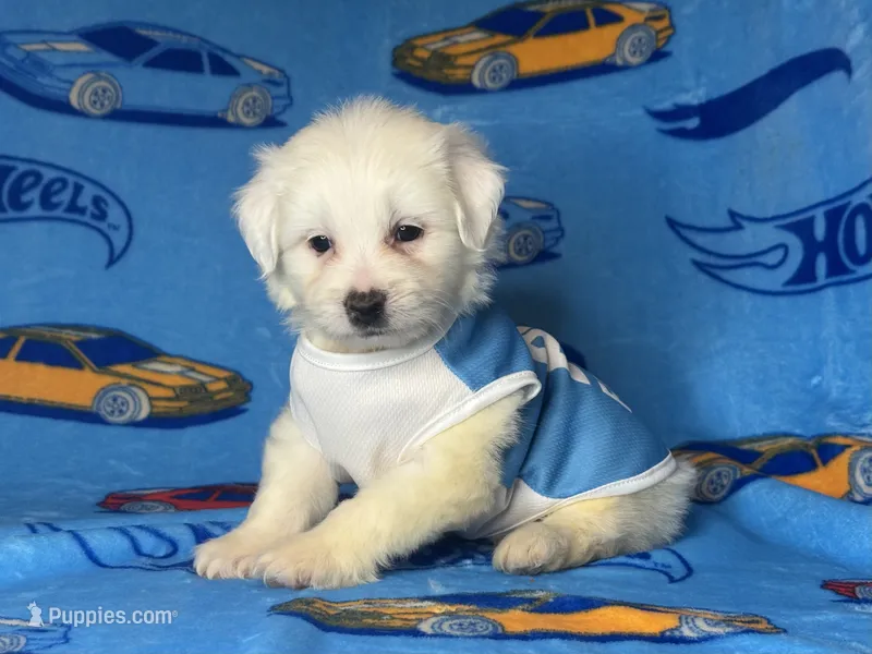XS Male Malti-Poo 💙 – Maltipoo, Poodle - Toy  puppy for sale in Garden Grove, CA