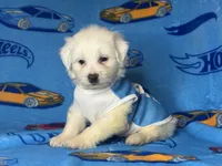 XS Male Malti-Poo 💙, a male Maltipoo and Poodle - Toy  for sale in Garden Grove, CA – 1 of 1