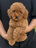 F1B Golden Doodle , a male Poodle - Miniature  and Miniature Goldendoodle for sale in Garden Grove, CA – 2 of 2