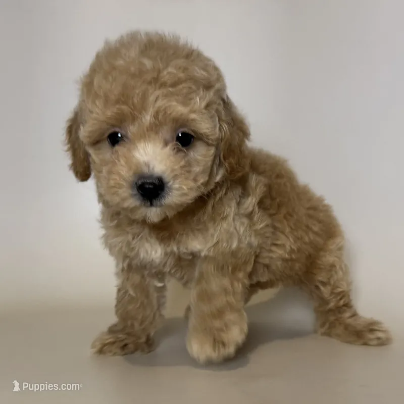 Female APRICOT Poodle 💗 – Poodle - Toy , Poodle - Miniature  puppy for sale in Garden Grove, CA