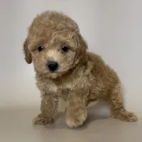 Female APRICOT Poodle 💗, a male Poodle - Toy  and Poodle - Miniature  for sale in Garden Grove, CA – 1 of 1