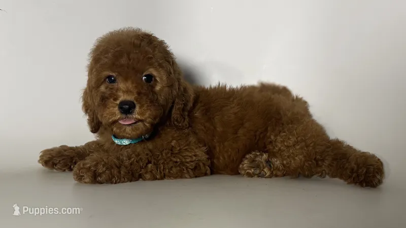 Mini Goldendoodle  – Poodle - Miniature , Miniature Goldendoodle puppy for sale in Garden Grove, CA