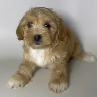 Apricot Male MaltePoo, a male Cavapoo and Maltipoo for sale in Garden Grove, CA – 1 of 1