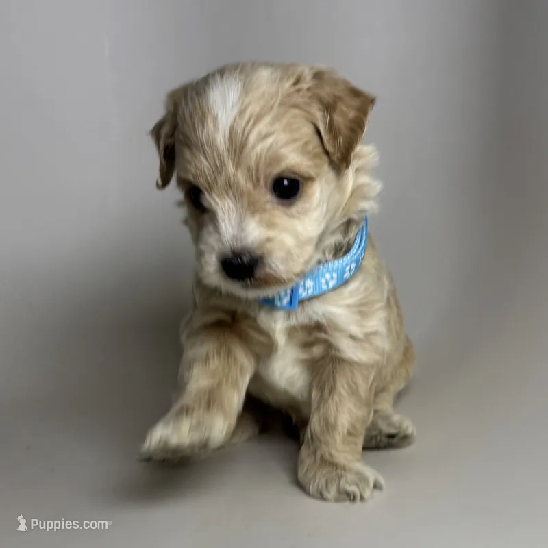 TCUP Apricot Maltipoo – Maltipoo, Maltese puppy for sale in Garden Grove, CA