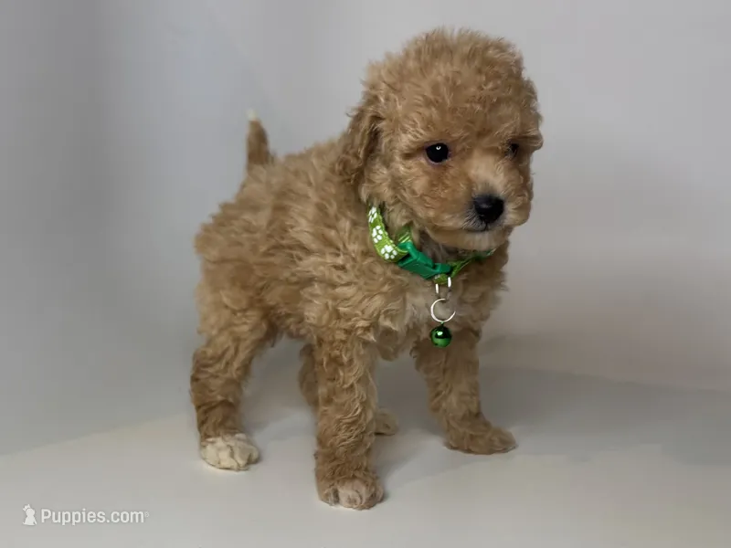 Male Apricot Puppy