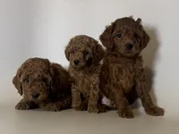 Dark Red Toy Poodle , a male Poodle - Toy  and Poodle - Miniature  for sale in Garden Grove, CA – 2 of 2