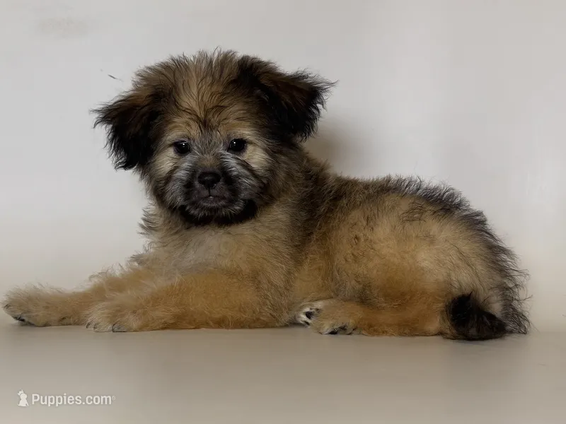 TOY Shorkie/Maltipoo – Maltipoo, Shorkie puppy for sale in Garden Grove, CA