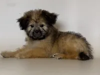 TOY Shorkie/Maltipoo, a female Maltipoo and Shorkie for sale in Garden Grove, CA – 1 of 1