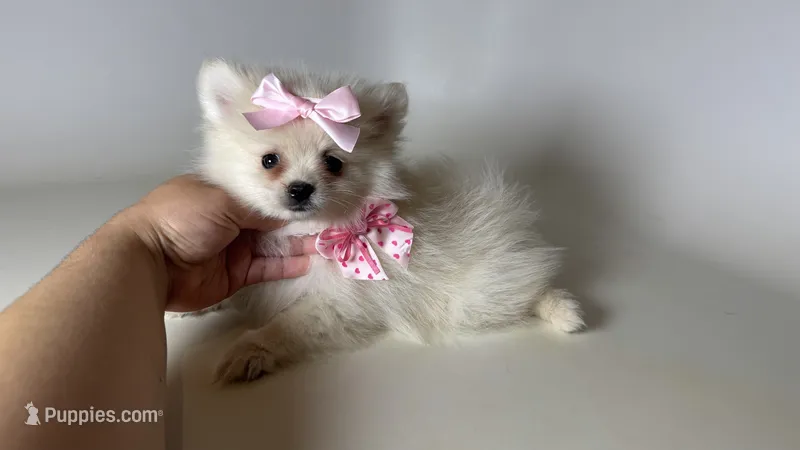 TCUP Pomeranian 💕 – Pomeranian puppy for sale in Garden Grove, CA