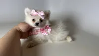 TCUP Pomeranian 💕, a female Pomeranian for sale in Garden Grove, CA – 1 of 1
