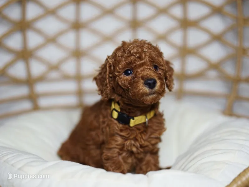 Female Goldendoodle – Goldendoodle, Miniature Goldendoodle puppy for sale in Garden Grove, CA