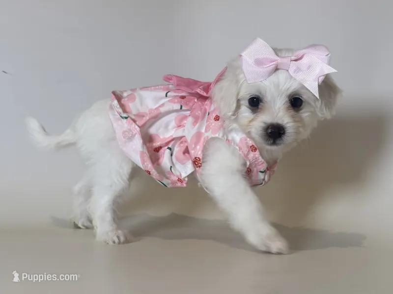 White Maltipoo  – Maltipoo, Poodle - Toy  puppy for sale in Garden Grove, CA