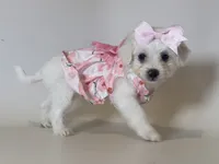 White Maltipoo , a female Maltipoo and Poodle - Toy  for sale in Garden Grove, CA – 1 of 1