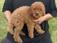 TeddyBear Goldendoodle , a male Poodle - Miniature  and Miniature Goldendoodle for sale in Garden Grove, CA – 2 of 2