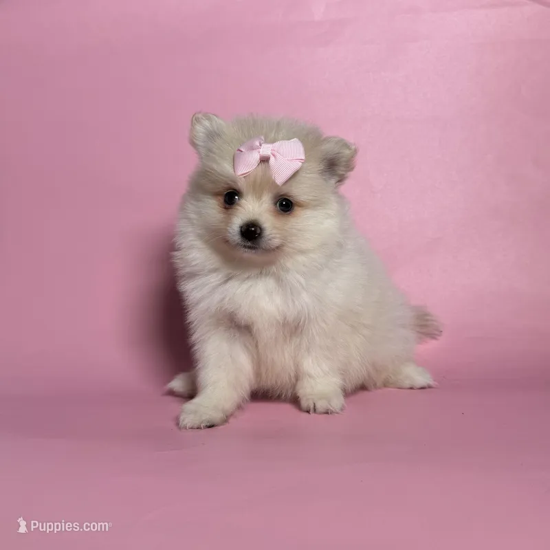 TEACUP Pomeranian