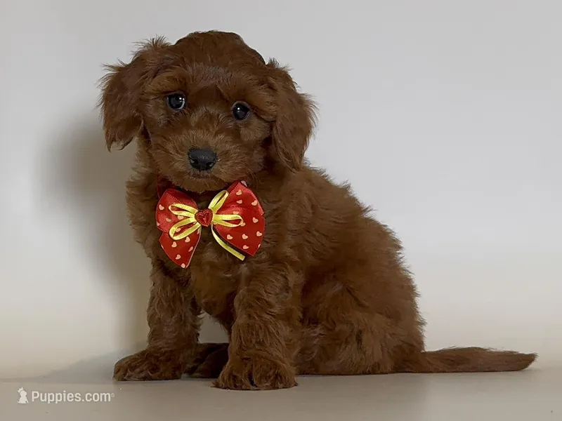 Doodle Puppy – Miniature Goldendoodle puppy for sale in Garden Grove, CA
